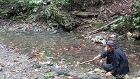 Sejumlah wisatawan yang datang juga tampak antusias mengamati biawak tersebut, meski sebagian lainnya ada yang ketakutan dengan tampang sangat biawak. biawak juga kerap membuat kaget, karena sering berkamuflase di antara bebatuan.