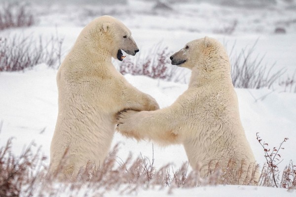 Di Churchill, selalu ada kemungkinan bertemu dengan beruang kutub karena mereka benar-benar datang ke wilayah permukiman penduduk. Ada patroli beruang dengan anggota staf yang memantau daerah tersebut. Ada hotline 24/7 yang dapat dihubungi untuk melaporkan penampakan, yakni di 675-BEAR.