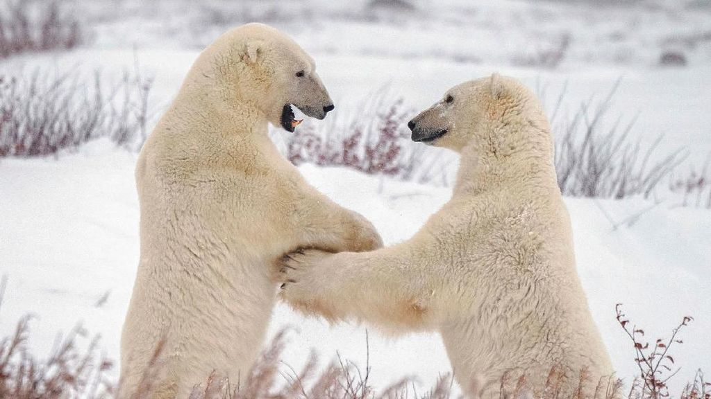 Langka! Beruang Kutub Menewaskan 2 Orang di Alaska, Ilmuwan Temukan Alasannya
