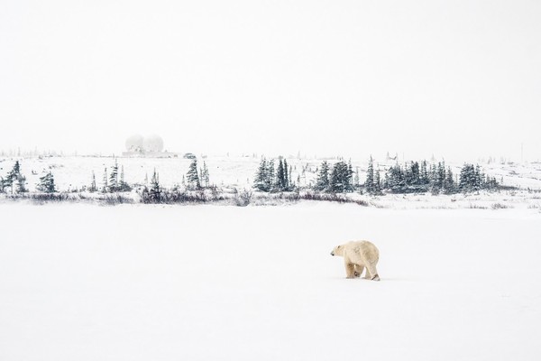 Kota Churchill di Kanada dianggap sebagai ibu kota beruang kutub. Foto: CNN