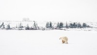 Nekat Kemah di Kutub Utara, Wanita Ini Dicakar Beruang