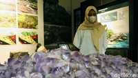 Batu berwarna ungu menyala ini disimpan di ruangan pojok kiri dari ruangan utama Museum Geologi.