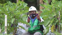 Sementara itu, Freeport di MP-21 juga mempekerjakan 7 suku di area tambang, seperti suku Kamoro dan Amungme. Selain menjadi wujud tanggung jawab sosial, hal ini juga dimaksudkan untuk memupuk kemandirian warga asli Papua.