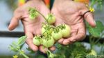Ternyata, Sayur dan Buah Mampu Tumbuh di Media Tanam Tailing