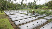 Buah dari tanaman tersebut memenuhi standar baku mutu yang telah ditetapkan pemerintah. Tanaman tersebut pun tidak memerlukan treatment khusus hanya diberi tambahan pupuk kompos.