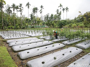 Mengenal Ekologi, Ruang Lingkup, Jenis, dan Manfaatnya