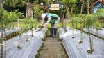 Ternyata, Sayur dan Buah Mampu Tumbuh di Media Tanam Tailing