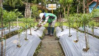 Banyak yang awalnya mempertanyakan apa bisa tanaman hidup di atas tailing? Faktanya sudah berhektare-hektare tanaman di sini mampu tumbuh dan berbuah, seperti tomat, melon, terong, hingga nanas.