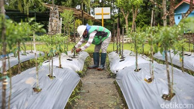 Ternyata, Sayur dan Buah Mampu Tumbuh di Media Tanam Tailing