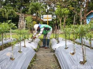 Ternyata, Sayur dan Buah Mampu Tumbuh di Media Tanam Tailing