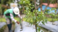 Selain membuktikan, buah dan sayur dapat tumbuh, berbuah dan aman dikonsumsi, tailing juga nyatanya mampu menjadi media tempat hidup ikan bahkan sapi.