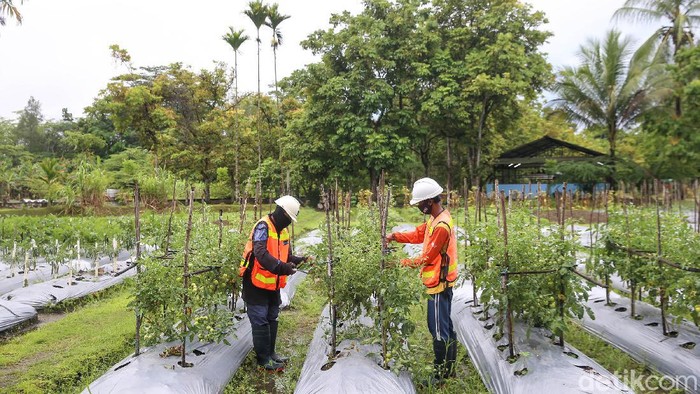 Sejumlah pekerja PT Freeport Indonesia tengah melakukan pengecekan terhadap sejumlah tanaman buah dan sayuran di MP-21, Timika, Kabupaten Mimika, Papua. MP-21 adalah pusat penelitian yang didirikan Freeport untuk mengolah tailing dari sisi ekologi, apakah berdampak bagi kehidupan.