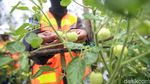 Ternyata, Sayur dan Buah Mampu Tumbuh di Media Tanam Tailing
