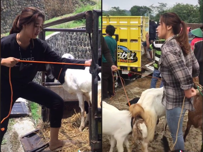 Penjual kambing cantik Kisah Wanita 21 Tahun yang Sukses Jualan Kambing