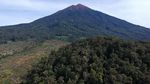 Duh, Perambahan Hutan di Kaki Gunung Kerinci Terus Meluas