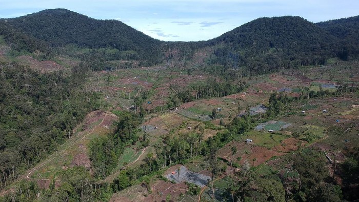 PERAMBAHAN HUTAN DI KAKI GUNUNG KERINCI Foto udara kawasan ladang ilegal di dalam kawasan Taman Nasional Kerinci Seblat (TNKS), kaki Gunung Kerinci, Jambi, Senin (29/11/2021). Penebangan kayu dan pembukaan lahan ilegal dalam kawasan lindung taman nasional setempat masih terus terjadi dan bertambah parah dalam beberapa tahun terakhir. ANTARA FOTO/Wahdi Septiawan/aww.