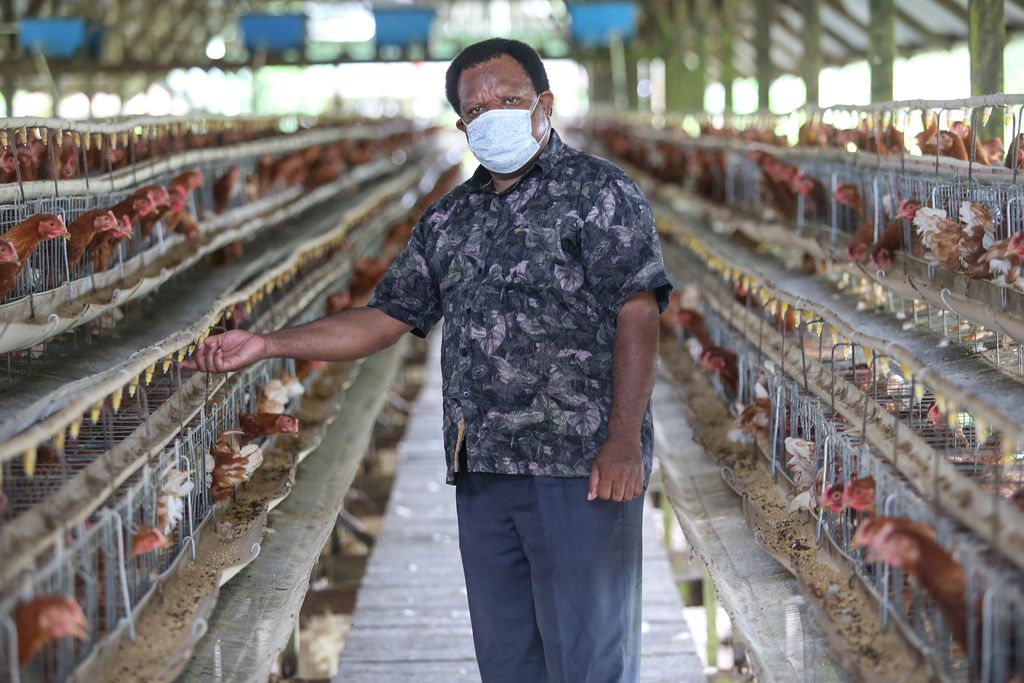 peternak ayam Freeport peternak ayam Freeport