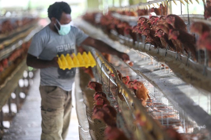 peternak ayam Freeport
