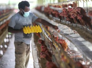 Saat Suku Pedalaman Papua Bermigrasi Jadi Petani-Peternak Ayam