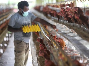 Saat Suku Pedalaman Papua Bermigrasi Jadi Petani-Peternak Ayam