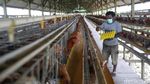 Saat Suku Pedalaman Papua Bermigrasi Jadi Peternak Ayam