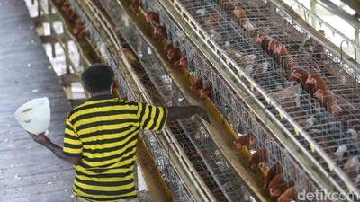 Saat Suku Pedalaman Papua Bermigrasi Jadi Peternak Ayam