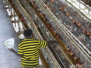 Saat Suku Pedalaman Papua Bermigrasi Jadi Peternak Ayam