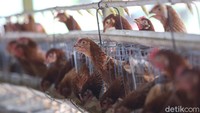 Yayasan yang bermitra dengan Freeport selama 15 tahun ini, pun mulai dengan 1 kandang dan jumlah ayam 3.200 ekor.