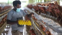 Devia menyebutkan omzet per bulan bisa mencapai Rp 3 juta hingga Rp 4,7 juta yang sebagian besar hasilnya dijual ke Pangansari milik Freeport lalu sisanya dijual ke supermarket dan pasar lokal. Devia lanjut bercerita, masyarakat dapat gaji dari hasil penjualan, jika kurang manajemen Freeport biasanya akan mendukung keuangan.