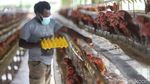 Saat Suku Pedalaman Papua Bermigrasi Jadi Peternak Ayam