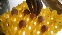 Lalu hingga kini berkembang menjadi 28 kandang dengan produksi 2.400 butir telur per hari.