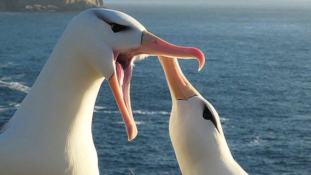 Studi: perubahan iklim jadi penyebab perceraian burung albatros padahal burung itu dikenal setia