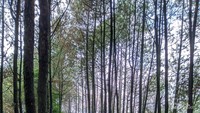 Komunitas gotrim melewati hutan pinus menuju pasir ipis