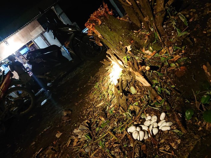 Tim Animal Rescue BPBD Kudus mengevakuasi sarang ular kobra, Minggu (28/11/2021) malam.