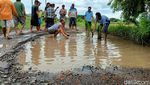 Warga Probolinggo Tanam Pisang-Padi dan Mancing di Jalan Rusak