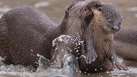 Ajang fotografi unik ini pertama kali diadakan pada tahun 2015 oleh fotografer profesional Paul Joynson-Hicks MBE dan Tom Sullam yang ingin membuat kompetisi yang berfokus pada sisi ringan fotografi satwa liar. (dok Comedy Wildlife Photography Awards 2021)