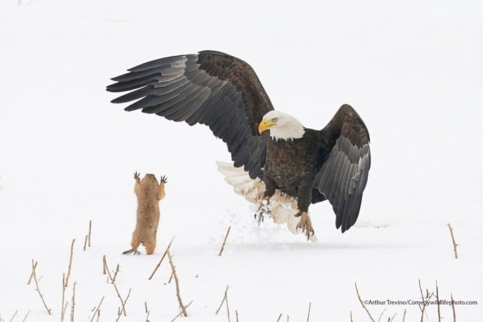 Comedy Wildlife Photography Awards 2021 Comedy Wildlife Photography Awards 2021