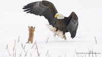 Comedy Wildlife Photography Awards merupakan ajang fotografi yang mengabadikan adegan lucu yang terjadi di alam liar. (dok Comedy Wildlife Photography Awards 2021)