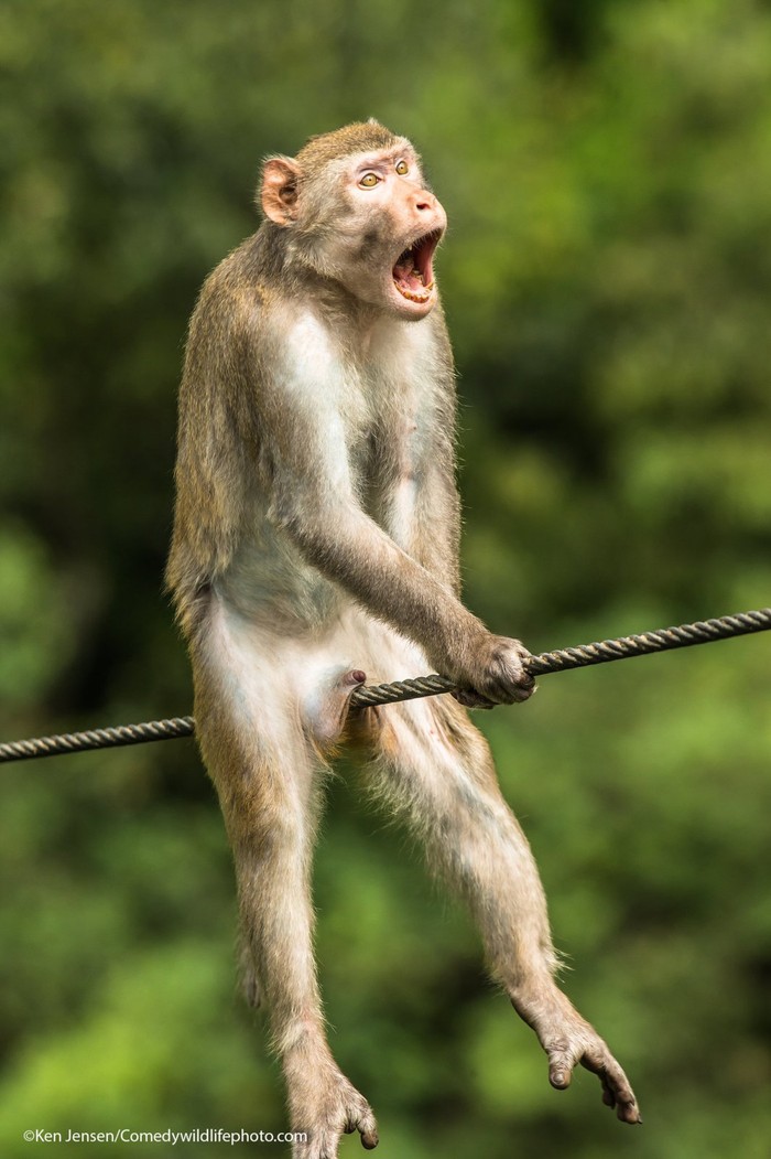 Comedy Wildlife Photography Awards 2021 Comedy Wildlife Photography Awards 2021