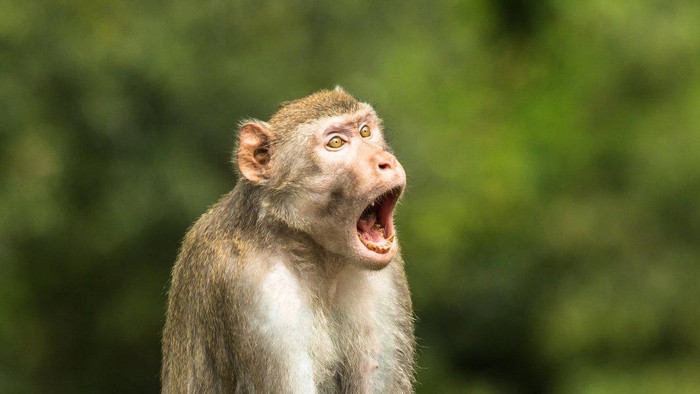Comedy Wildlife Photography Awards 2021
