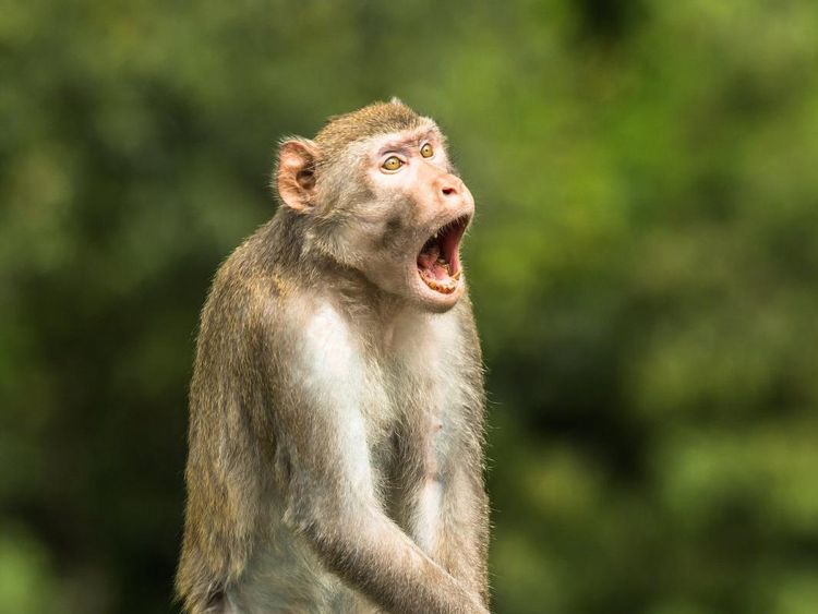 Foto: Ini Juara Foto Alam Liar Juga Bisa Ngelawak 2021