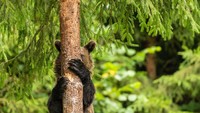 Cilukbaa! (dok Comedy Wildlife Photography Awards 2021)