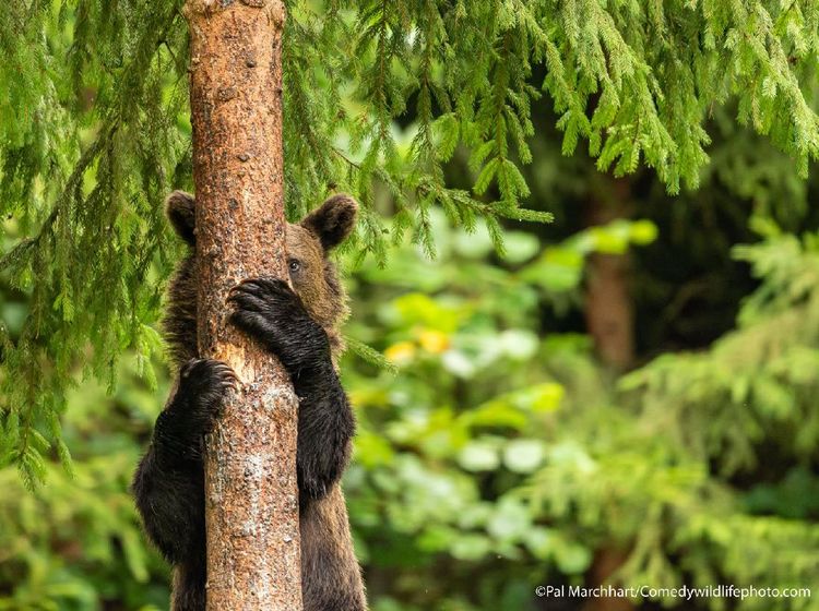 Deretan Foto Hewan di Alam Liar yang Bikin Ngakak
