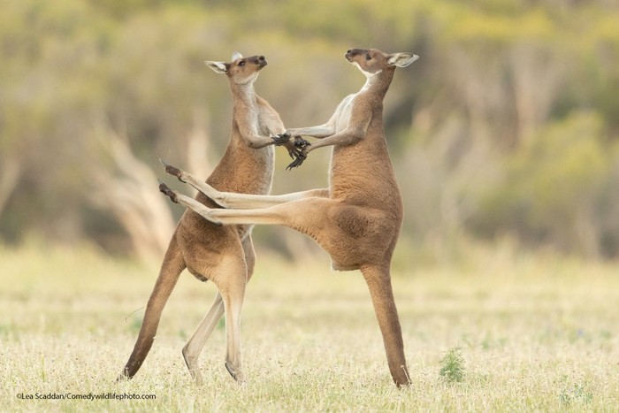 Comedy Wildlife Photography Awards  2021