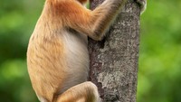 Semoga hidungnya tidak patah, ya.  (dok Comedy Wildlife Photography Awards 2021)