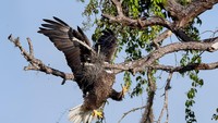 Aduh, elangnya nggak fokus nih sampai menabrak ranting seperti itu.  (dok Comedy Wildlife Photography Awards 2021)
