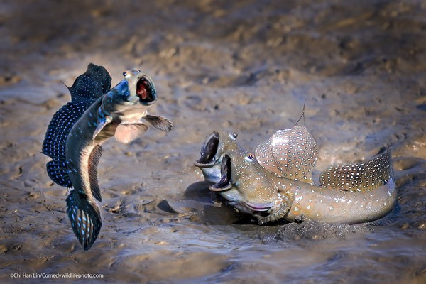 Tiga ekor ikan sedang berlatih nada tinggi sepertinya. (dok Comedy Wildlife Photography Awards 2021) Tiga ekor ikan sedang berlatih nada tinggi sepertinya. (dok Comedy Wildlife Photography Awards 2021)