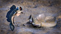 Tiga ekor ikan sedang berlatih nada tinggi sepertinya. (dok Comedy Wildlife Photography Awards 2021)