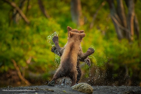 Salah satu foto kontestan, dua ekor anak beruang bertarung. Gemas, ya. (dok Comedy Wildlife Photography Awards 2021)