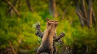 Salah satu foto kontestan, dua ekor anak beruang bertarung. Gemas, ya. (dok Comedy Wildlife Photography Awards 2021)